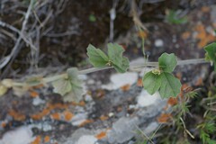 Rhoicissus tridentata