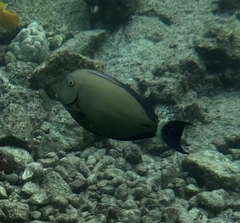 Acanthurus blochii