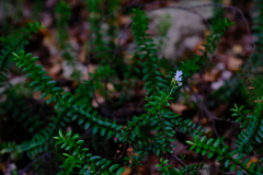 Veronica vernicosa