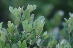 Rhoicissus tridentata