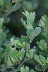 Rhoicissus tridentata