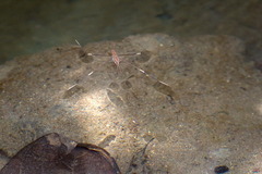 Limnometra