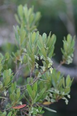 Diospyros dichrophylla