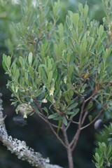 Diospyros dichrophylla