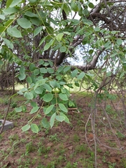 Sclerocarya birrea