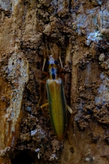 Thelyphassa lineata