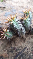 Euphorbia nesemannii