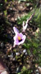 Ixia stolonifera