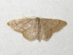 Idaea eremiata