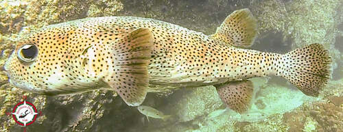 Porcupine Pufferfish