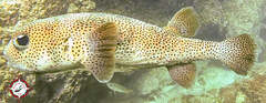 Porcupine Pufferfish
