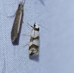 Chezala brachypepla
