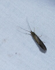 Glossosomatidae