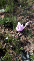 Ixia stolonifera