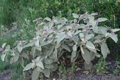 Solanum tomentosum