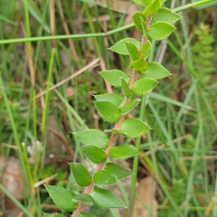 Acrotriche prostrata