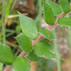Acrotriche prostrata