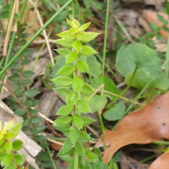 Acrotriche prostrata