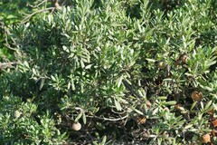 Diospyros dichrophylla