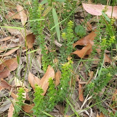 Acrotriche prostrata