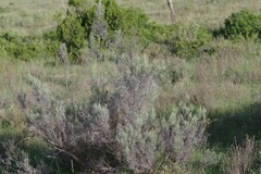 Dicerothamnus rhinocerotis