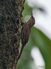 Lepidocolaptes souleyetii