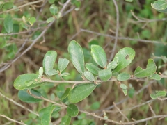 Elaeagnus oldhamii