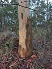 Eucalyptus major