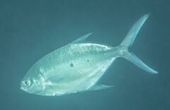 Trachinotus baillonii