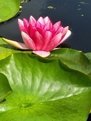 Nymphaea × marliacea