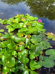 Nymphaea × marliacea