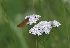 Thymelicus sylvestris