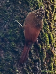 Lepidocolaptes souleyetii