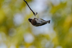 Carduelis carduelis