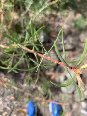 Pseudobargylia iuncea