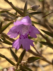 Hemiandra pungens