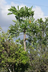 Cussonia spicata