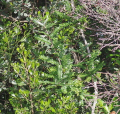 Zanthoxylum capense