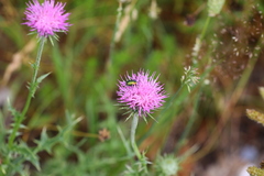 Cryptocephalus sericeus