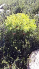 Protea namaquana