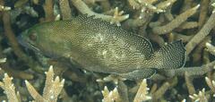 Epinephelus ongus
