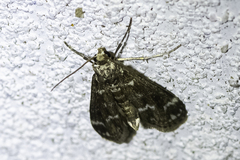 Hygraula