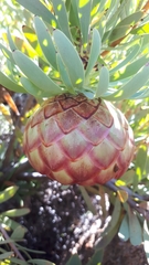 Protea namaquana