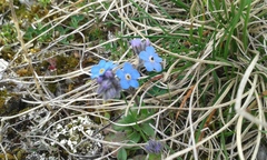 Myosotis graui