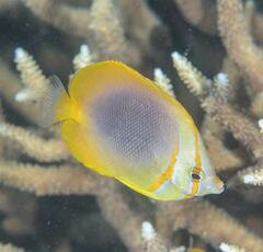 Chaetodon aureofasciatus