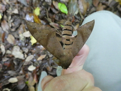 Pachylioides resumens