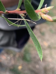 Pseudobargylia iuncea