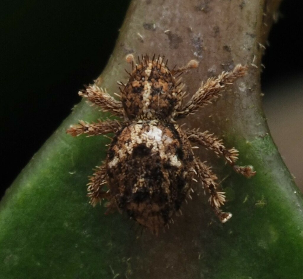 Synacalles dorsalis