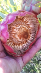 Protea namaquana
