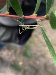Pseudobargylia iuncea